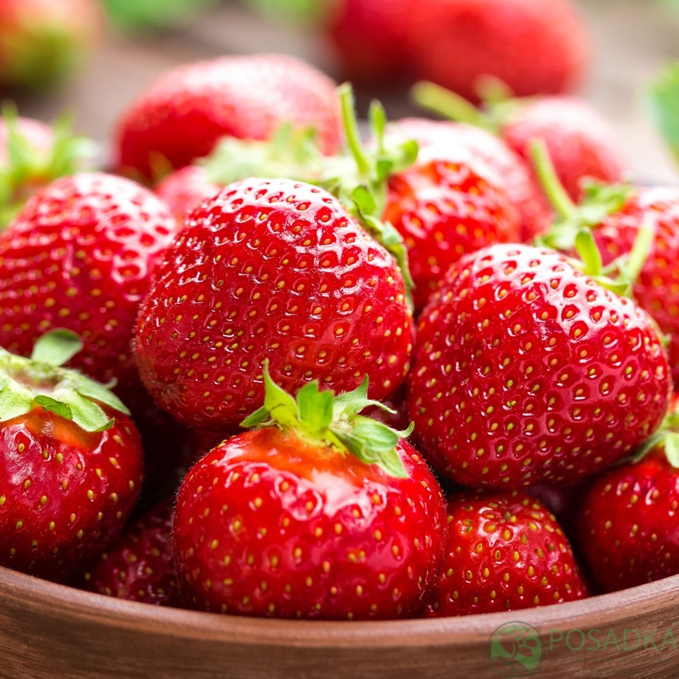 картинка Клубника Брина 