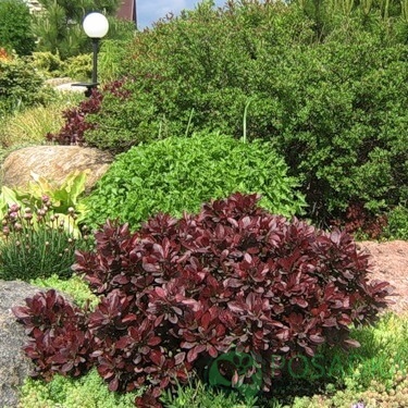 картинка Барбарис Тунберга Вagatelle 