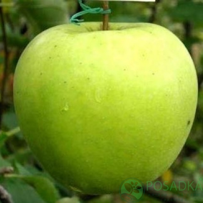 картинка Яблоня Мутсу 