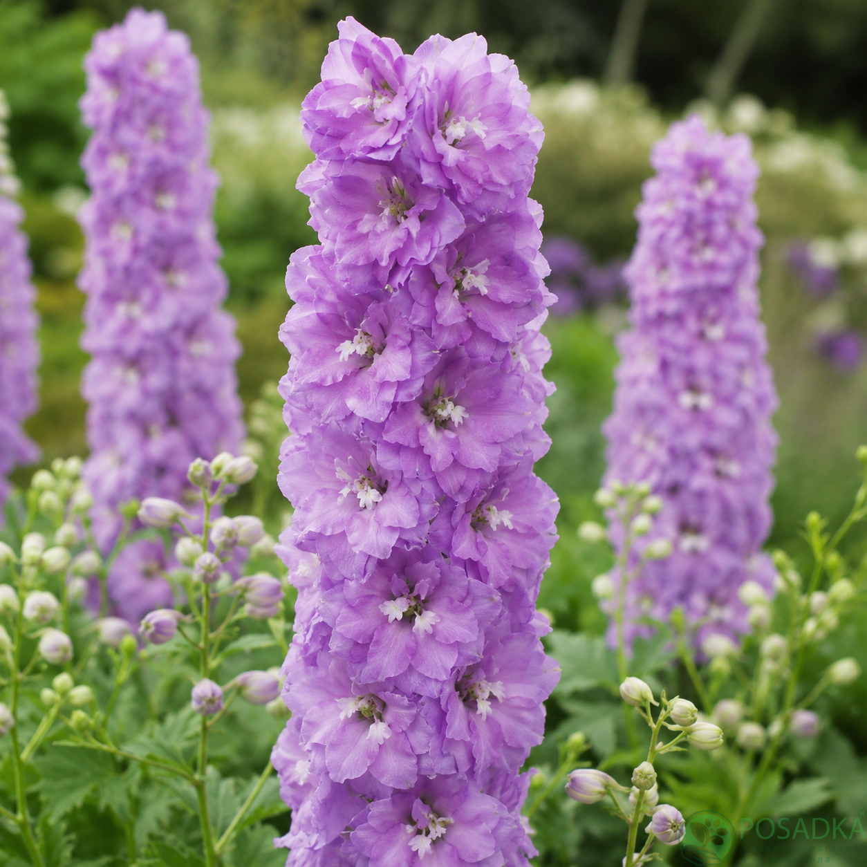 картинка Дельфиниум Lavender with White Bee 