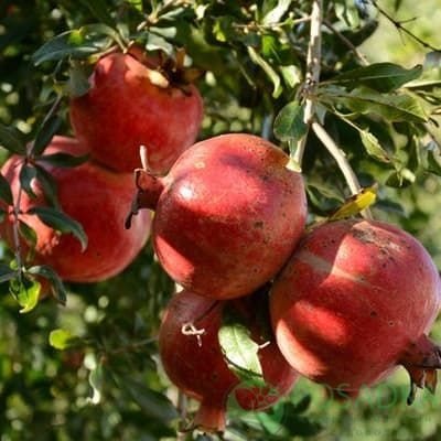 картинка Гранат Гюлоша розовая 