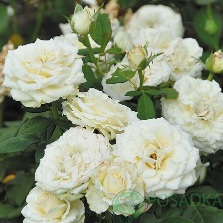 картинка Роза почвопокровная Суоми 