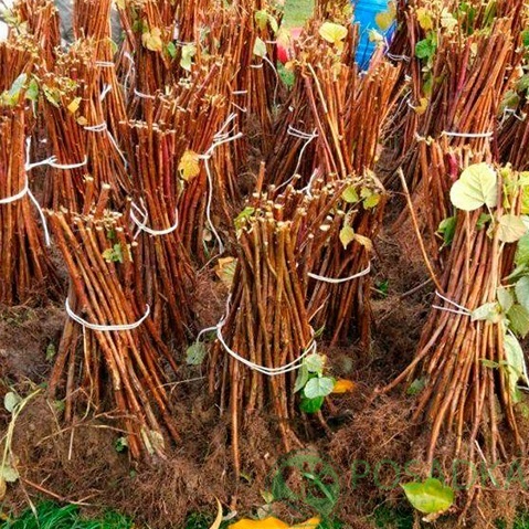 картинка Малина Жозефина  картинка Малина Жозефина