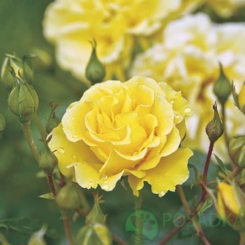 картинка Роза флорибунда Вестарт 