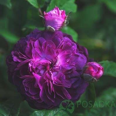 картинка Роза кустовая Кардинал де Ришелье 