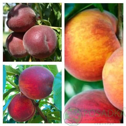 картинка Персик дерево сад (Эрли Крест,  Пинк Леди, Рич Мей) 