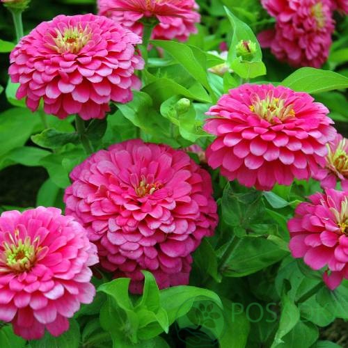 картинка Циния Вишневая Королева, семена 0.5 г, SeedEra 