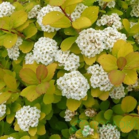 картинка Спирея берёзолистная Tor Gold 