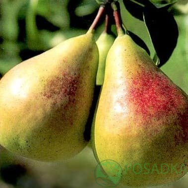 картинка Груша Виктория 