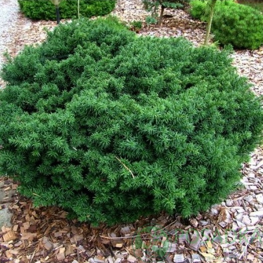 картинка Тис ягодный Green Diamond 