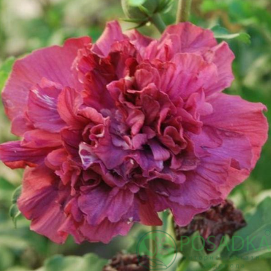 картинка Гибискус древовидный French Cabaret Red 