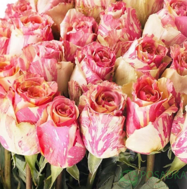 картинка Роза чайно-гибридная Фиеста 