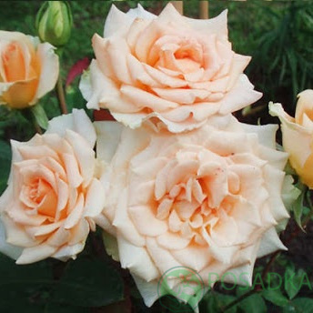 картинка Роза чайно-гибридная Версилия 