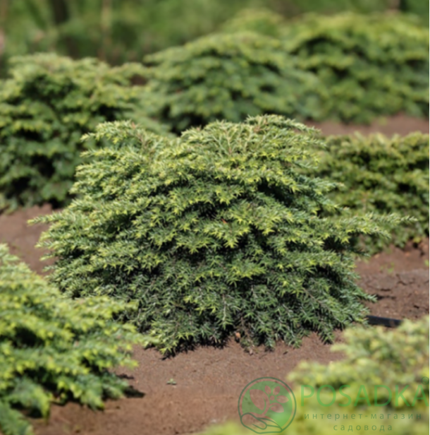 картинка Тсуга канадская Little Ninja 