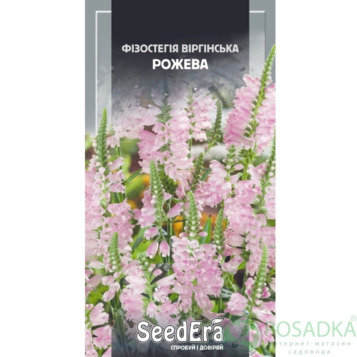 картинка Семена Физостегия Виргинская Розовая многолетняя 0,1 г, Seedera 