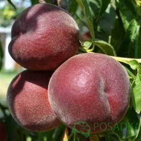 картинка Персик Рич Мей 