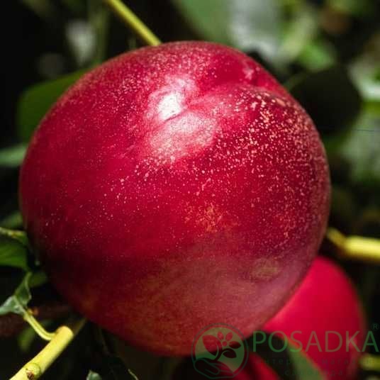 картинка Нектарин Биг Топ 