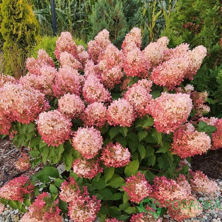 картинка Гортензия метельчатая Pink Light (Пинк Лайт) 