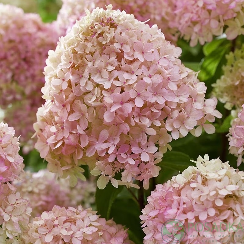 картинка Гортензия метельчатая 2-х летняя Living Little Love С2 