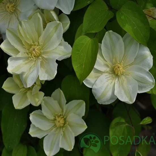 картинка Клематис Guernsey Cream 