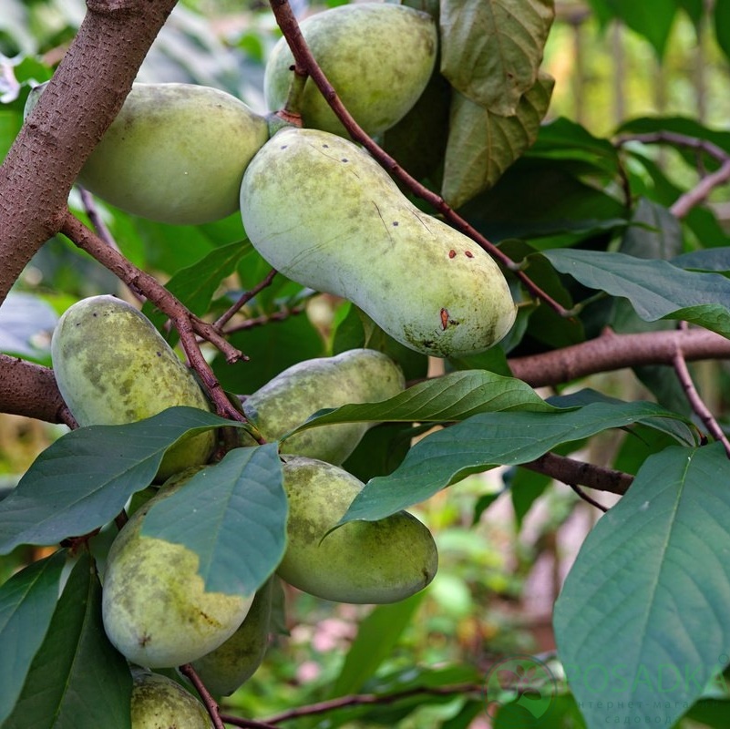 картинка Азимина Пролифик (контейнер Р14) 