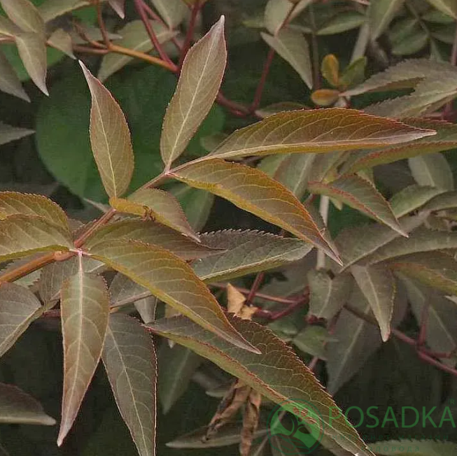 картинка Бузина чорна Milk Chocolate 