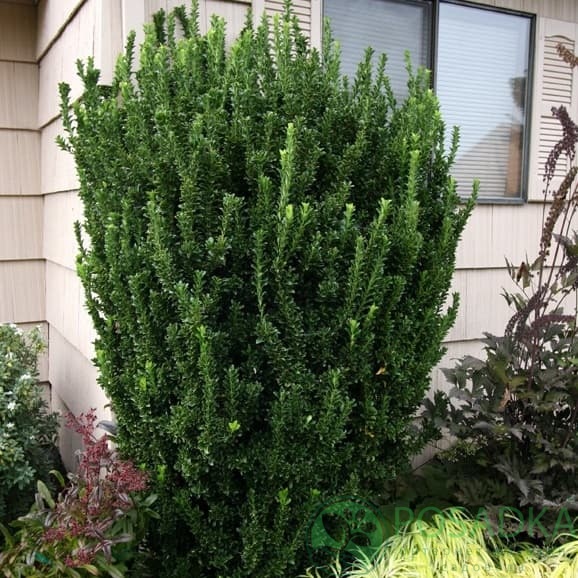 картинка Бересклет японский Green Spire 