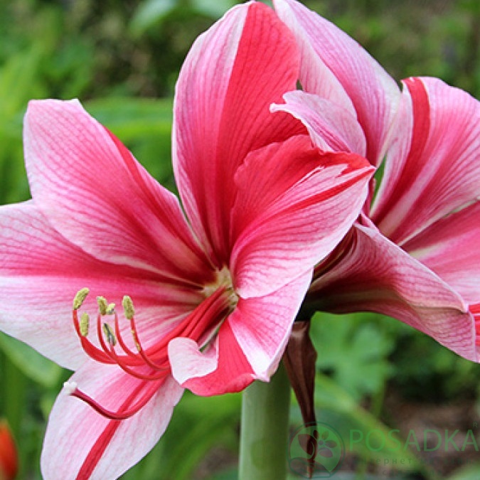 картинка Амариллис Gervase  картинка Амариллис Gervase