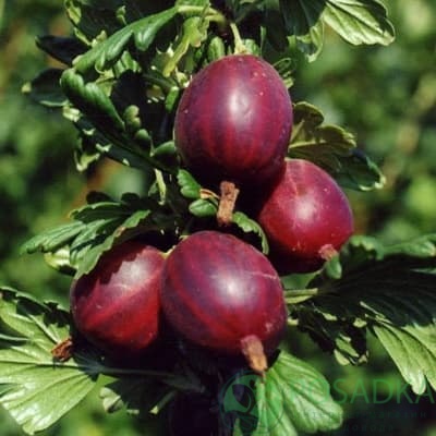 картинка Крыжовник Шеннон 