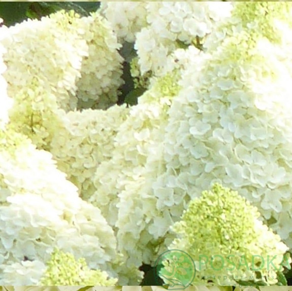 картинка Гортензия метельчатая Panucci 