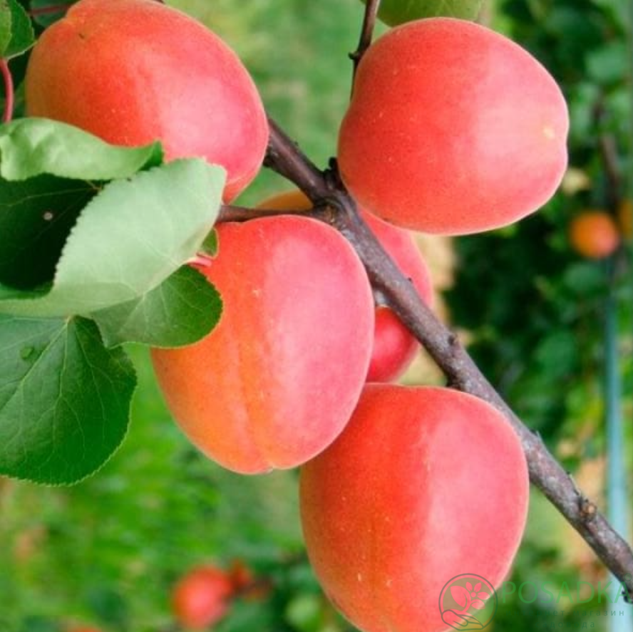 картинка Абрикос Свит Ред (Sweet Red) 