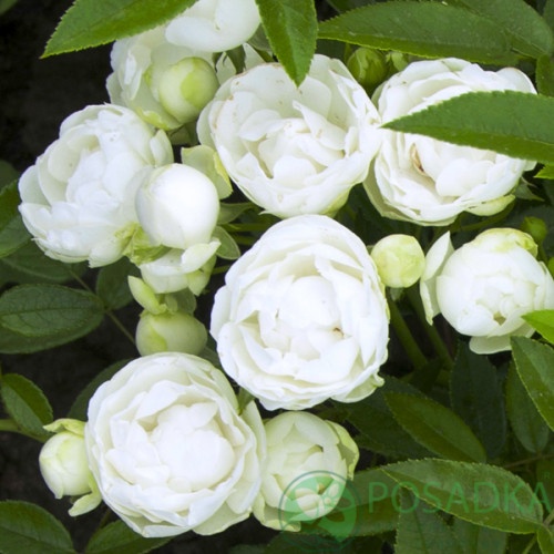 картинка Роза бордюрная Morsdag White 