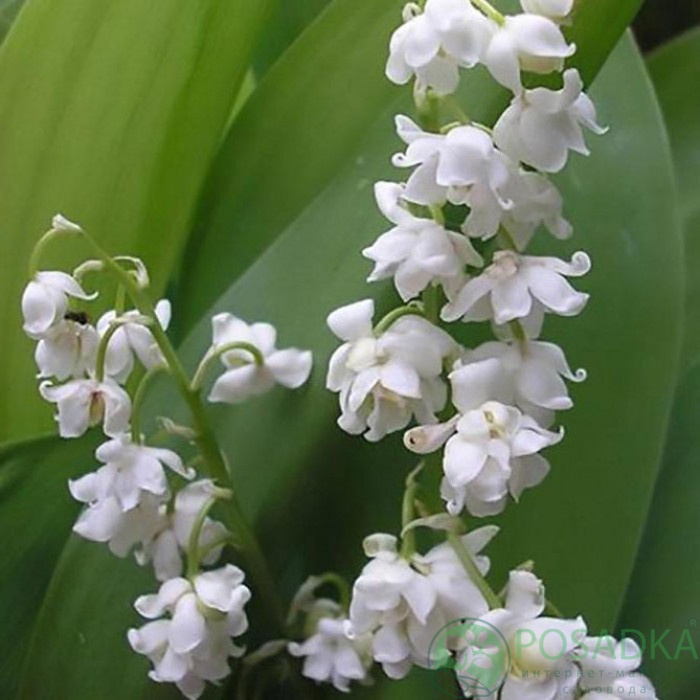 картинка Ландыш Flore Pleno 