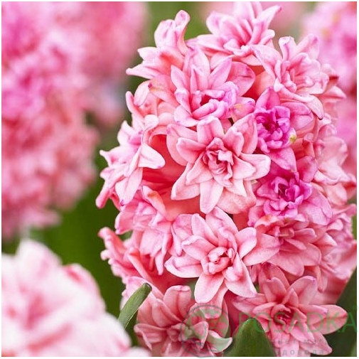 картинка Гиацинт Spring Beauty 
