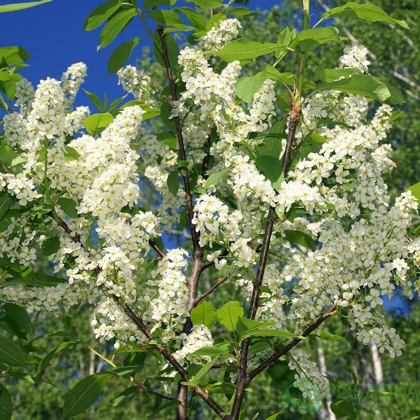 картинка Саженцы Черёмухи картинка Саженцы Черёмухи