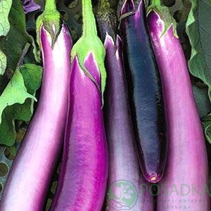 картинка Семена Баклажан Розовый фламинго 0.3 г, SeedEra  картинка Семена Баклажан Розовый фламинго 0.3 г, SeedEra