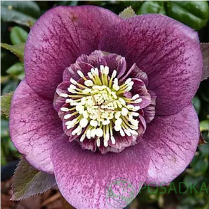 картинка Морозник Anemone Purple Red 