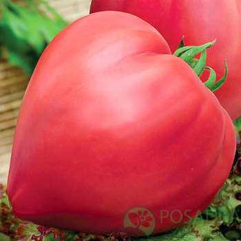 картинка Семена томата Воловье Сердце Розовый 0.1 г, SeedEra 