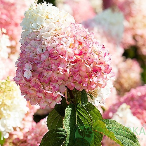 картинка Гортензия метельчатая Living Strawberry Blossom 