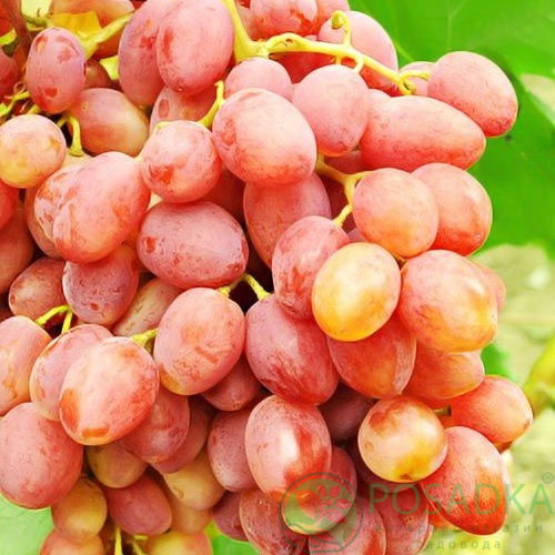 картинка Виноград вегетирующий Бассанти 