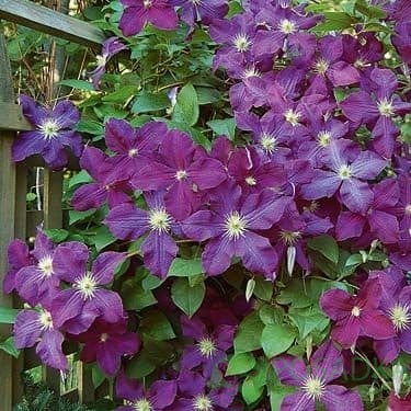 картинка Клематис Viola 