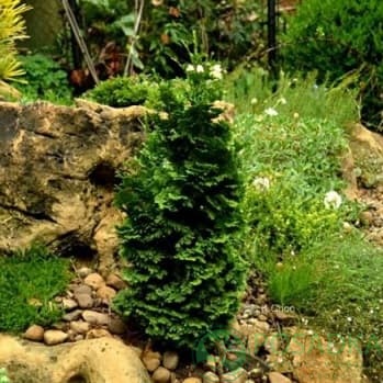 картинка Туя западная Спиралис Мини 