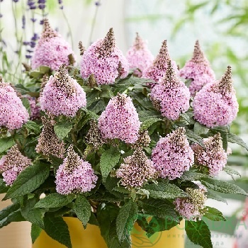 картинка Буддлея Давида "Little Rockstars" Pink 