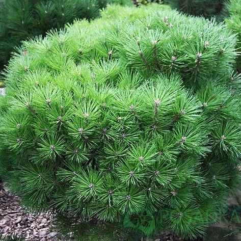 картинка Сосна черная Bambino 