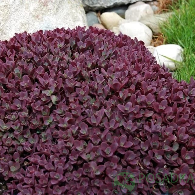 картинка Очиток (седум) едкий Sunsparkler Cherry Tart 