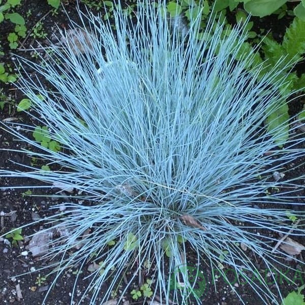 картинка Келерия голубая (Koeleria glauca) 
