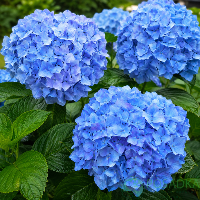 картинка Гортензия крупнолистная Fabolo Blue (Фаболо Блю) 