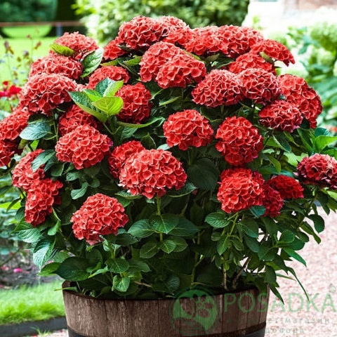 картинка Гортензия крупнолистная Hot Red 