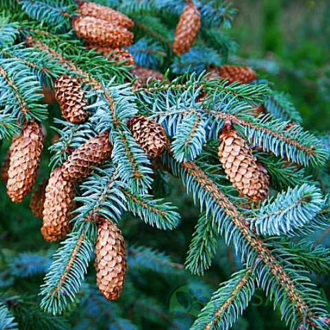 картинка Ель ситхинская (Picea sitchensis) 