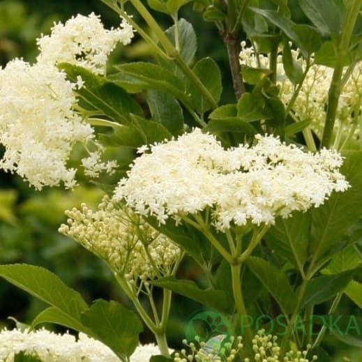 картинка Бузина черная Sambucus nigra Obelisk 